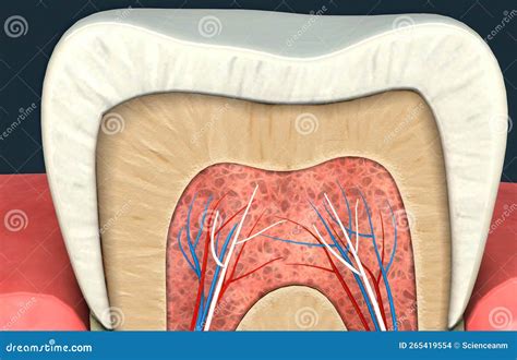 Anatomy Of The Tooth And Gums And The Supporting Structures Surrounding