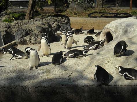 6 Best Zoos in San Francisco for a Fun & Education Time!