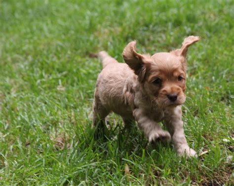 Kennel Samulett S B Kullen Sex Veckor Gamla