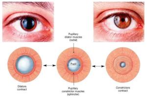 Eye Dilation - The Key to Healthy Eyes and Stable Vision | Milan Eye Center