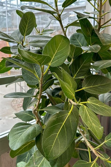 Ficus Audrey Care Guide