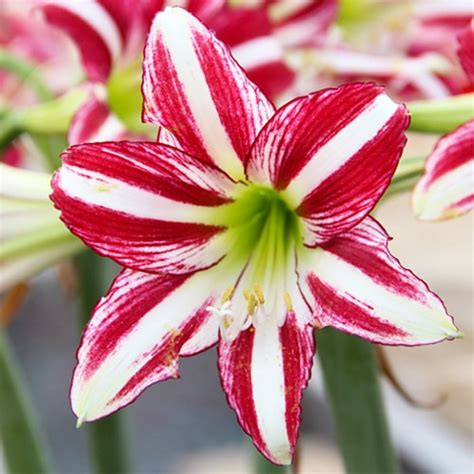 Amaryllis Hippeastrum Santiago Order Online In Eu Directly From The