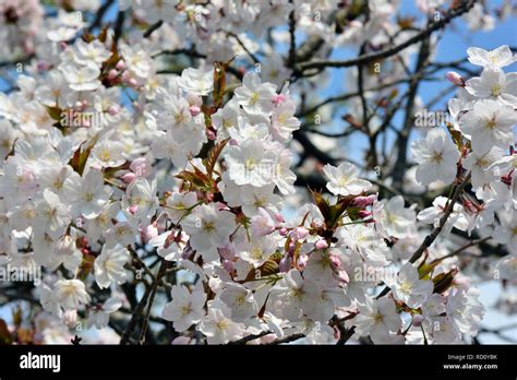 Japanese cherry, hill cherry, oriental cherry or East Asian cherry ...