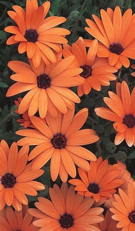 Orange Flowers - Aesthetic