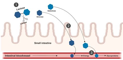 The digestion of lactose in the small intestine. (1) Hydrolyzation of... | Download Scientific ...