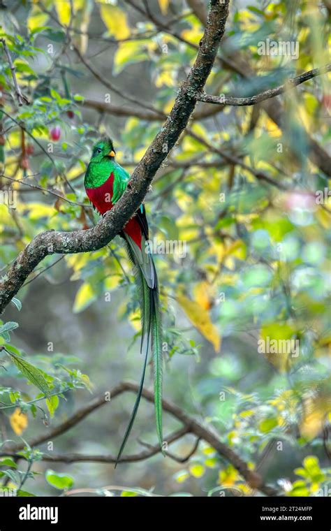 Resplendent Quetzal Pharomachrus Mocinno Guatemalan National Bird