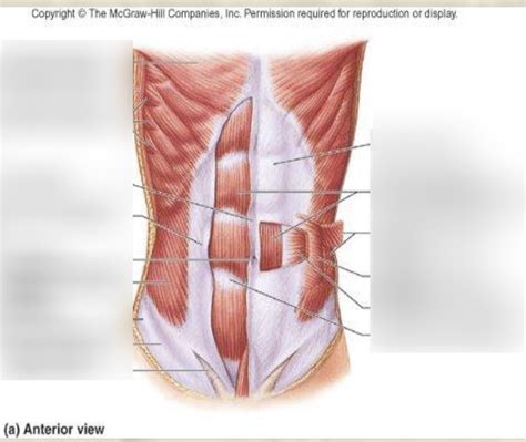 Abdominal Muscles Diagram Quizlet