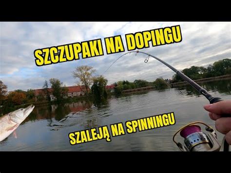 SZCZUPAKI NA SPINNING z PŁYTKIEJ WODY YouTube