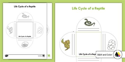 Reptile Life Cycle Activity for K-2nd Grade (teacher made)