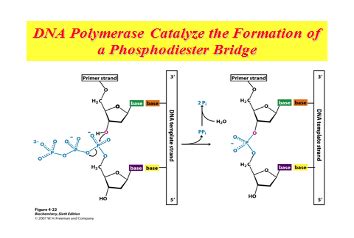 Biochemistry Exam Flashcards Quizlet