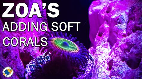 Adding Zoa Corals To Budget Reef Tank How To Dip Corals Using Seachem Reef Dip Mr