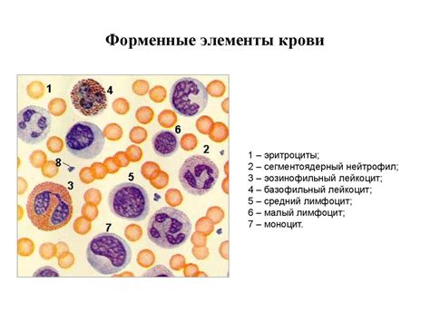 Кровь. Форменные элементы крови - online presentation