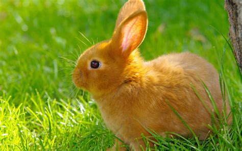 vibrant rabbit bliss  stunning hd wallpaper  wallpaper abyss