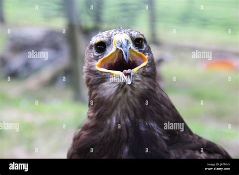 Eagle Rare Hi Res Stock Photography And Images Alamy