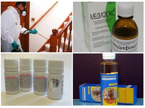 Как выглядят личинки клопов – фото и описание