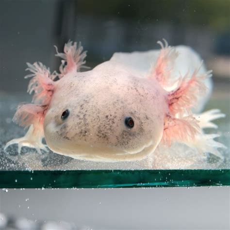 Facts About The Mexican Walking Fish Cuteness
