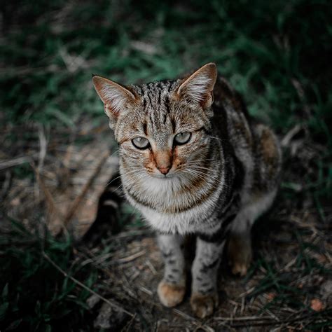 Shallow Focus Photography of Brown, Black, and Gray Tabby Cat · Free