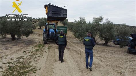 Detenidos Dos Vecinos De Bujalance Por El Robo De Cinco Toneladas De Aceituna