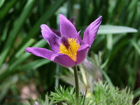 Анемон Pasqueflower Фиолетовый - Бесплатное фото на Pixabay