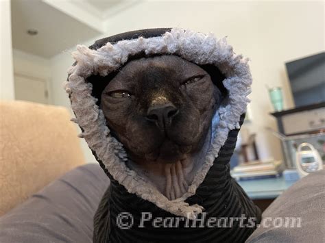 Kittens Grown Up - Pearlhearts Seattle Sphynx Cattery