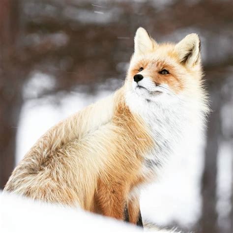 Fotos De Raposa Fofas - Galeria de fotos mostra diferentes tipos de raposas fofas