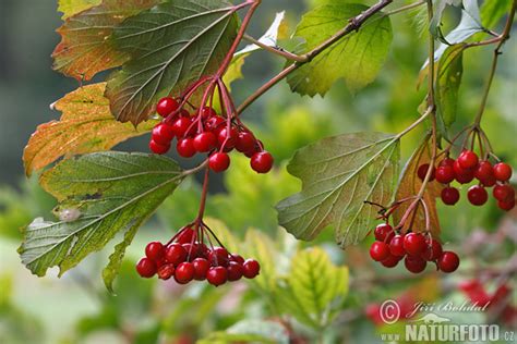 Guelder Rose Photos Guelder Rose Images Nature Wildlife Pictures