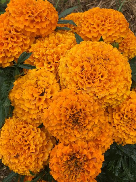 Marigolds : r/flowers