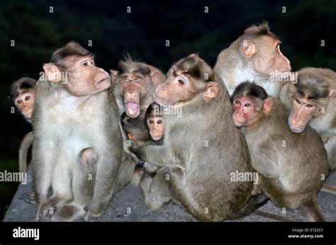 Macaques Hi Res Stock Photography And Images Alamy