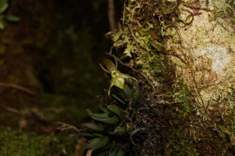 Descubren Seis Nuevas Especies De Orqu Deas En La Selva Peruana