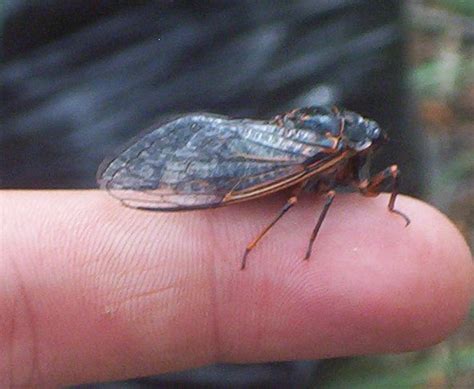 Annual Cicada Season In The U S A Cicada Mania