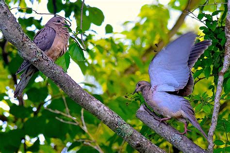 Merpati Duka Burung Burung Foto Gratis Di Pixabay Pixabay