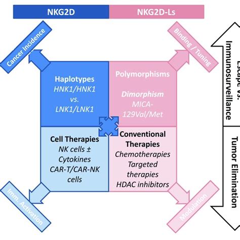 How The Nkg D Nkg D L Axis Is Involved Nk Cell Mediated Cancer