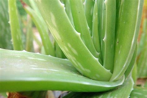 Aloe Vera Nas L Kullan L R Aloe Vera Bitkisinin Faydalar Nelerdir