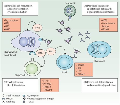 Autoimmune Disease Autoantibodies Function at Augusta Berkeley blog