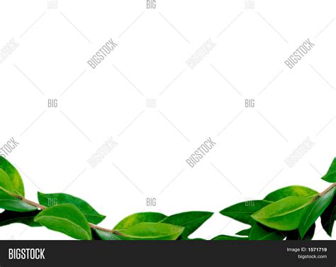 leaves border bottom image photo  trial bigstock