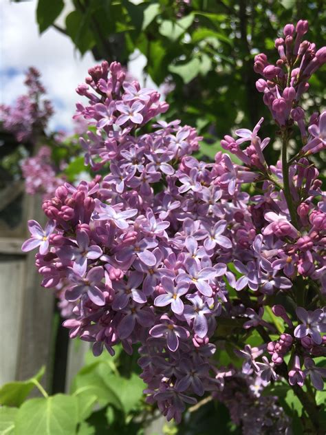 My Beautiful Lilac One Of My Favourite Bushes In My Yard Lilac Yard Plants Favorite