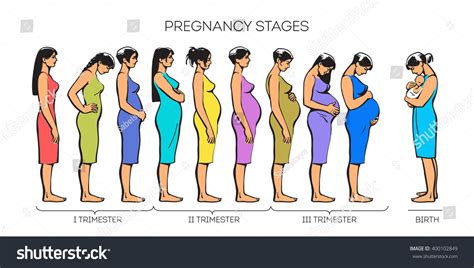 Stages Of Pregnancy Vector Image Of Stages Of Pregnancy Pregnant