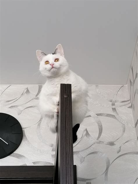 дверь :: котэ (прикольные картинки с кошками) / смешные картинки и ...