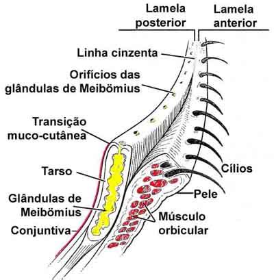Anatomia das pálpebras