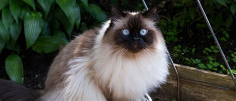 How Much Does A Himalayan Cat Cost