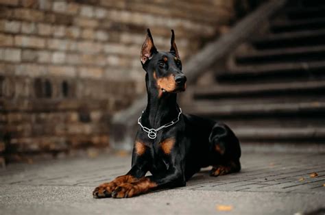 10 Best Doberman Rescues For Adoption Find Your Dobie