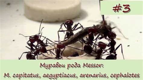 Муравьи рода Messor #3 - YouTube