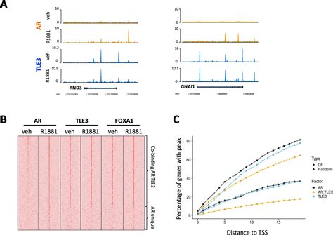 Figures And Data In Tle Loss Confers Ar Inhibitor Resistance By