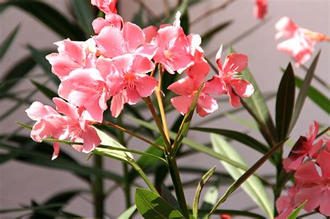 Flor Originaria Da Turquia Mas Da Fama A Outro Pais - Flor Originária Da Turquia Mas Da Fama A Outro País - RETOEDU
