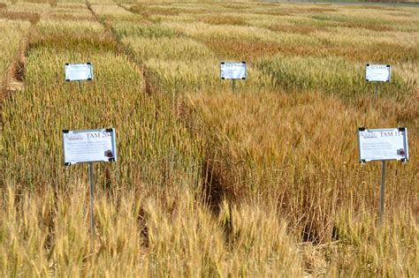 Wheat Variety Picks Offered Statewide By Texas A M AgriLife