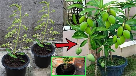 Awesome Creative To Growing Mangoes Tree Using Aloe Vera And Bananas Amazing Techniques Youtube