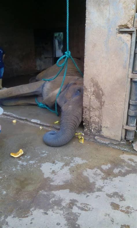 Best R Arepas Images On Pholder Photo Desperate And Hungry A Nude Woman Begs For Food On