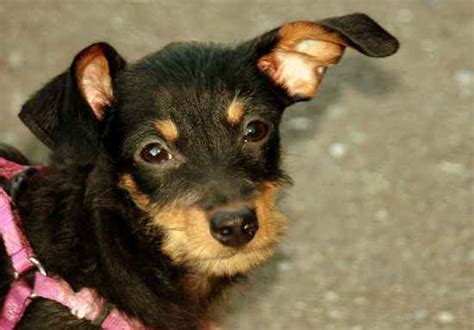 Dorkie Dorkies Dachshund X Yorkshire Terrier