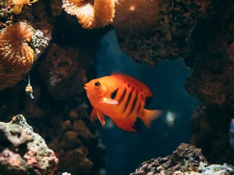 Peixes Em Extinção No Brasil - Peixes Em Extinção No Brasil - FDPLEARN