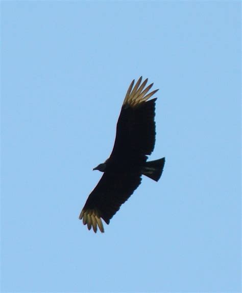 Black Vulture Walton County Flordia Inaturalist Australia